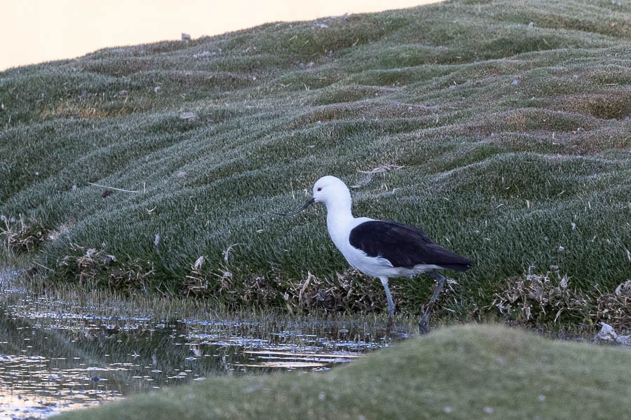 Andean Avocet - ML627870462