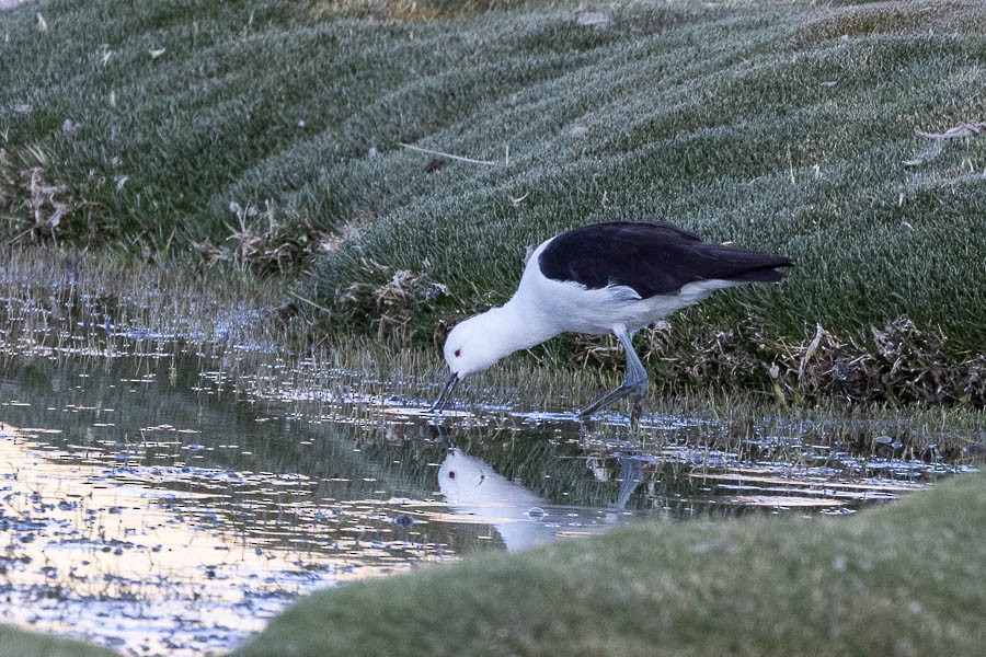 Andean Avocet - ML627870463