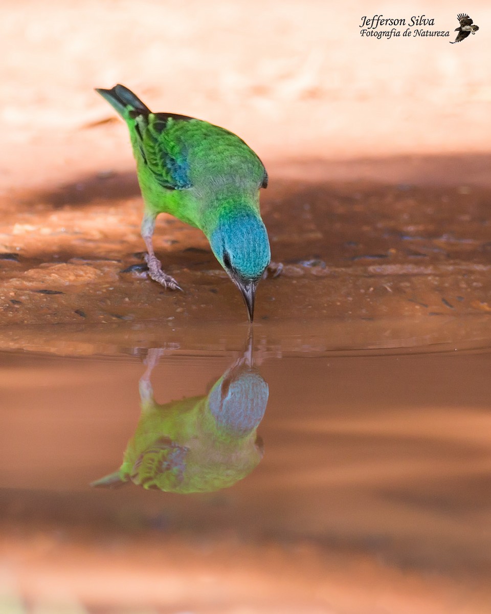 Blue Dacnis - ML627870464