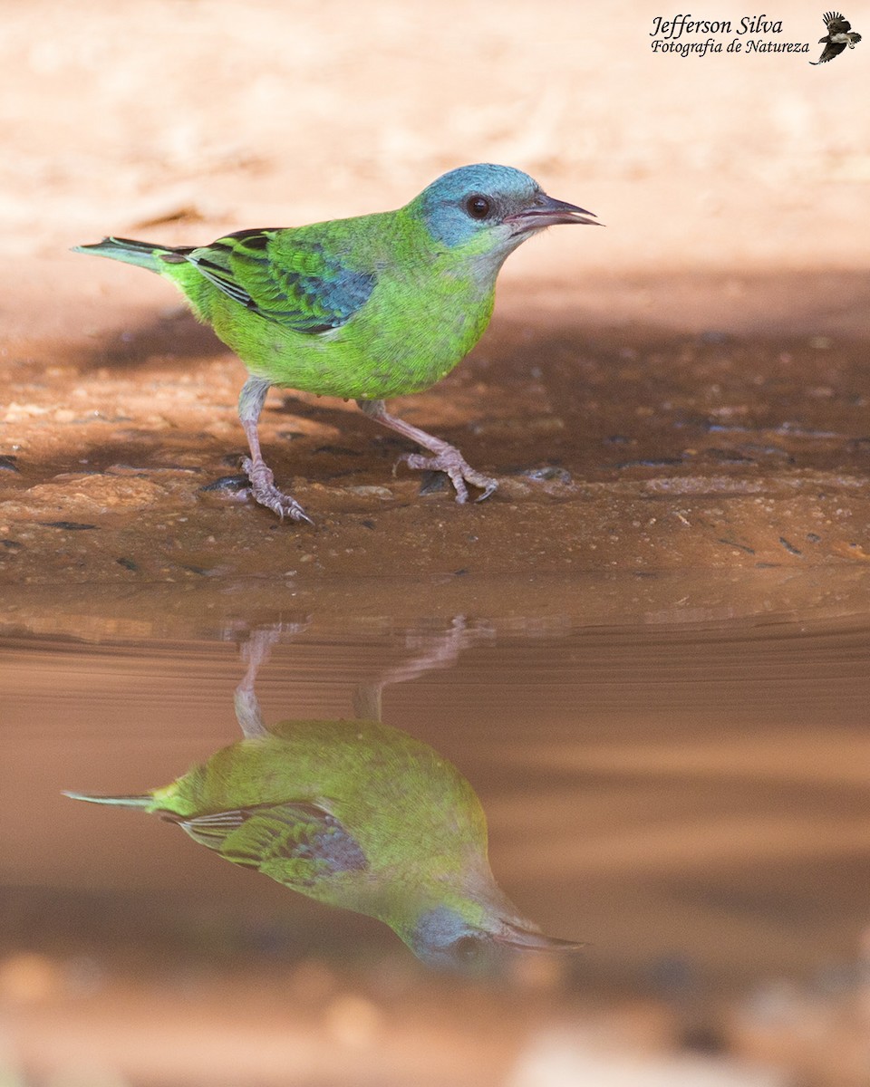 Blue Dacnis - ML627870465