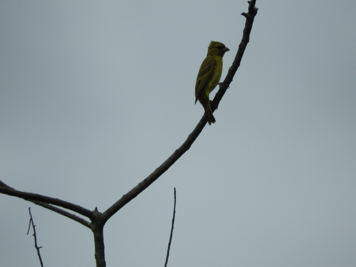 Papyrus Canary - ML627870619