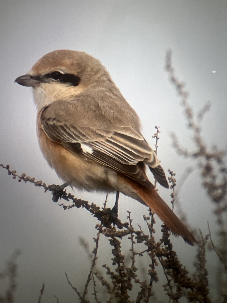 Red-tailed Shrike - ML627870624