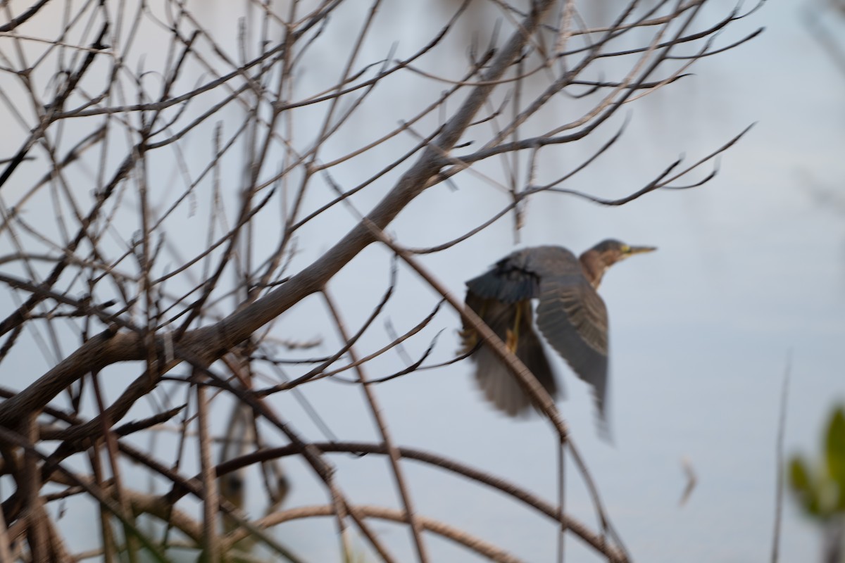 Green Heron - ML627870651