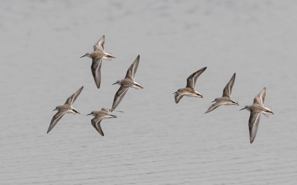 Western Sandpiper - ML627870678