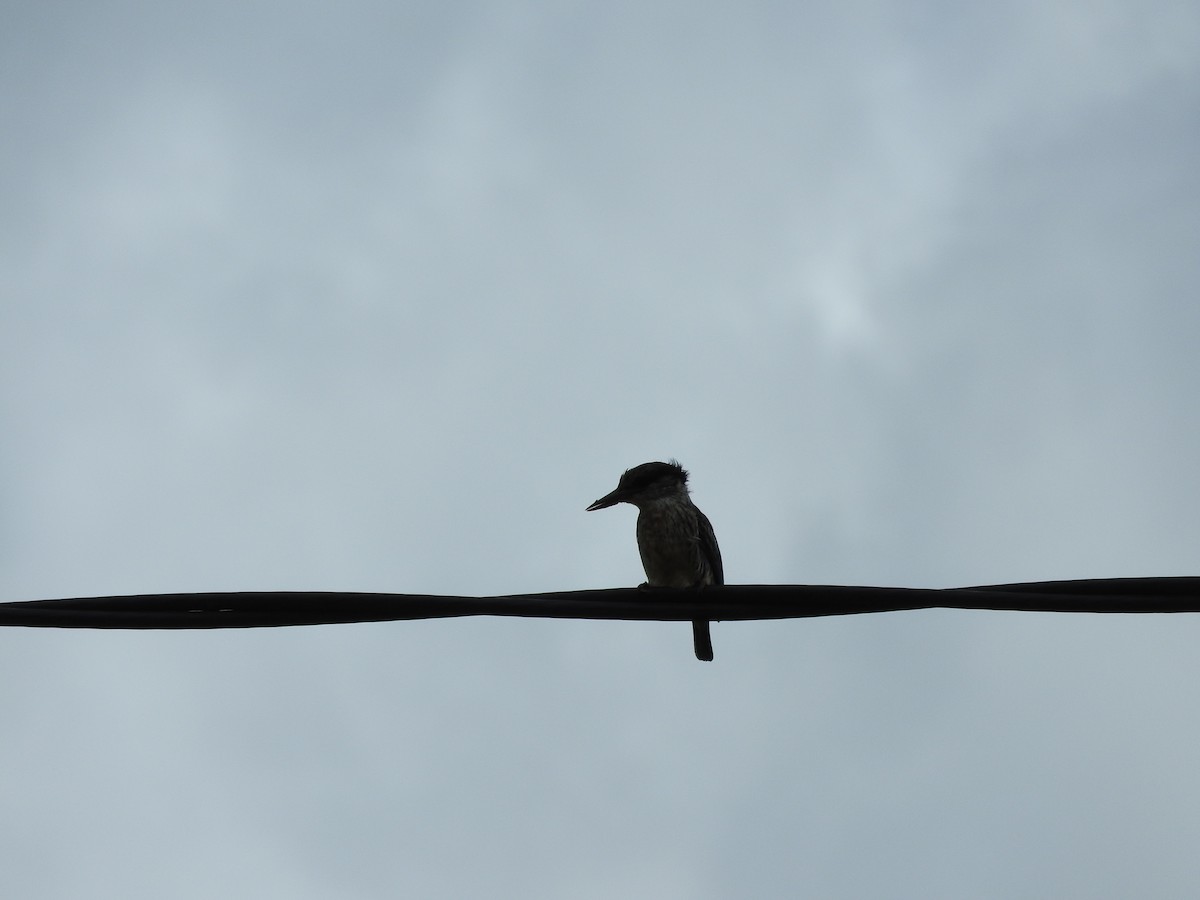 Striped Kingfisher - ML627870731