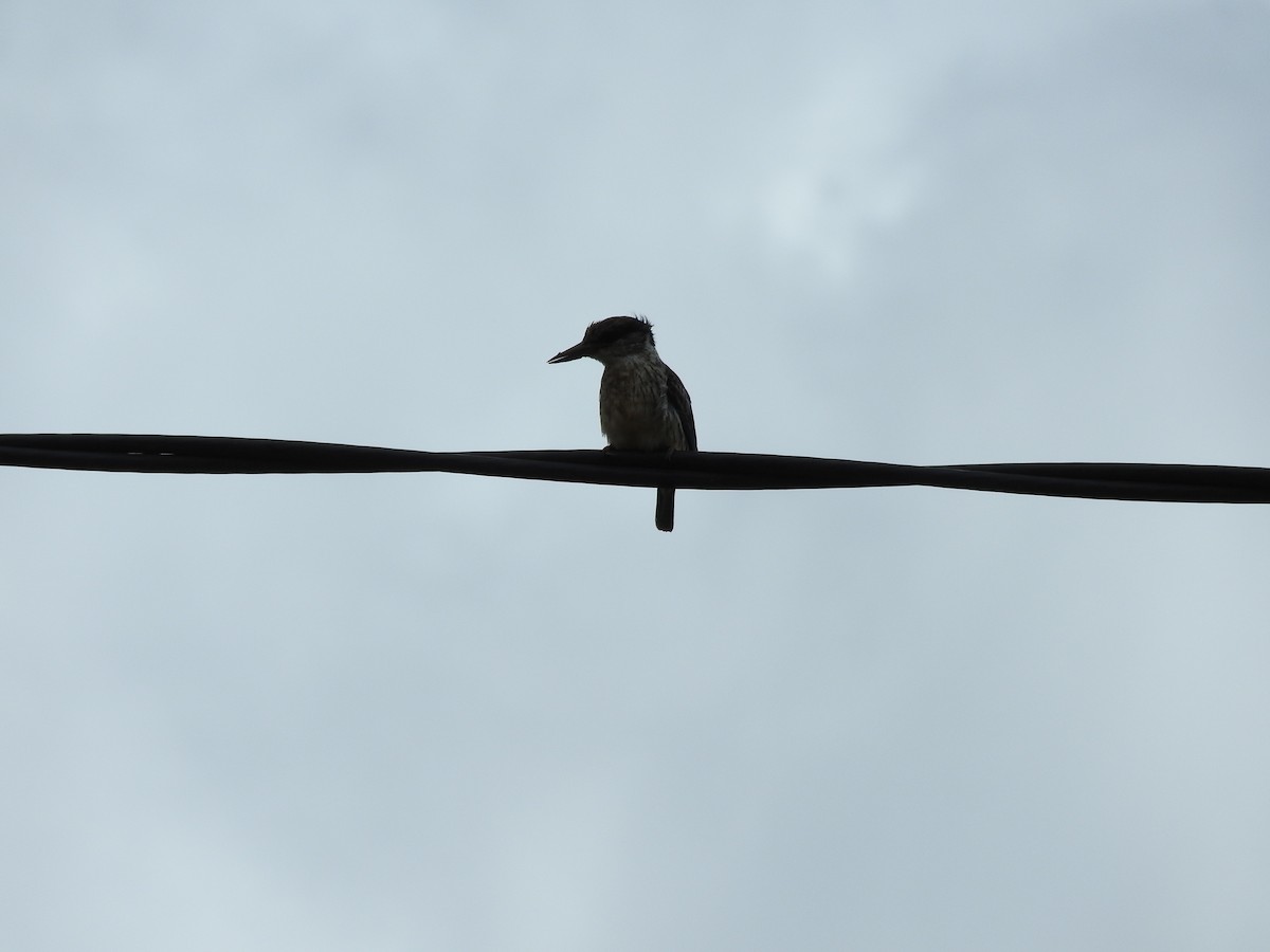 Striped Kingfisher - ML627870732