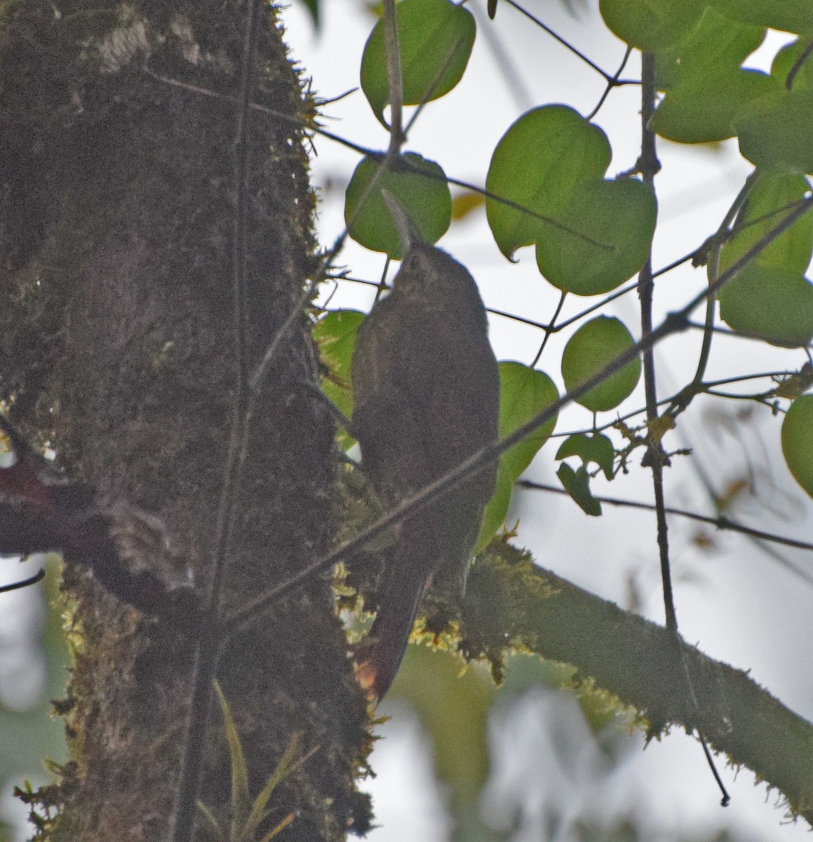 Montane Woodcreeper - ML62787081