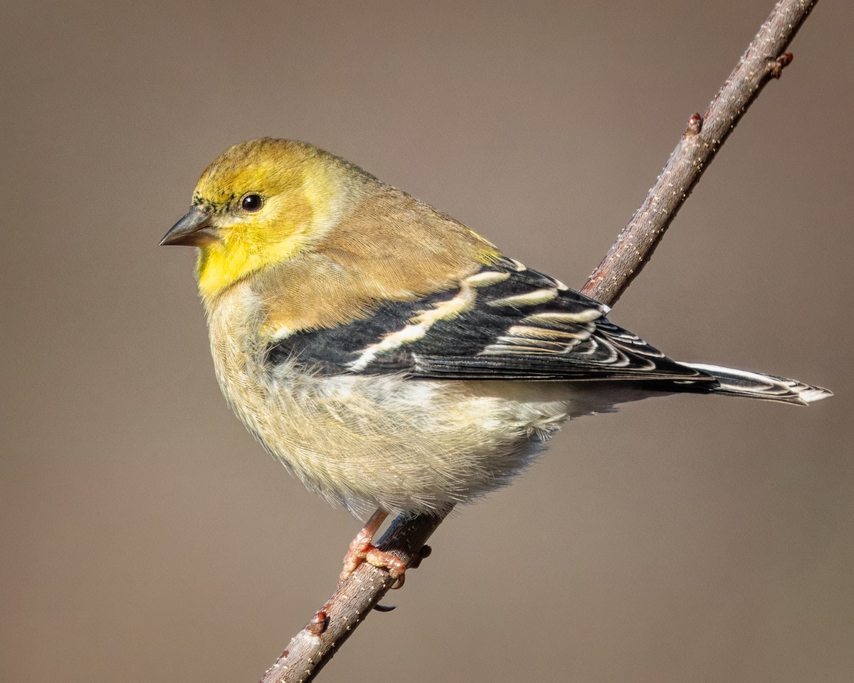 American Goldfinch - ML627870902