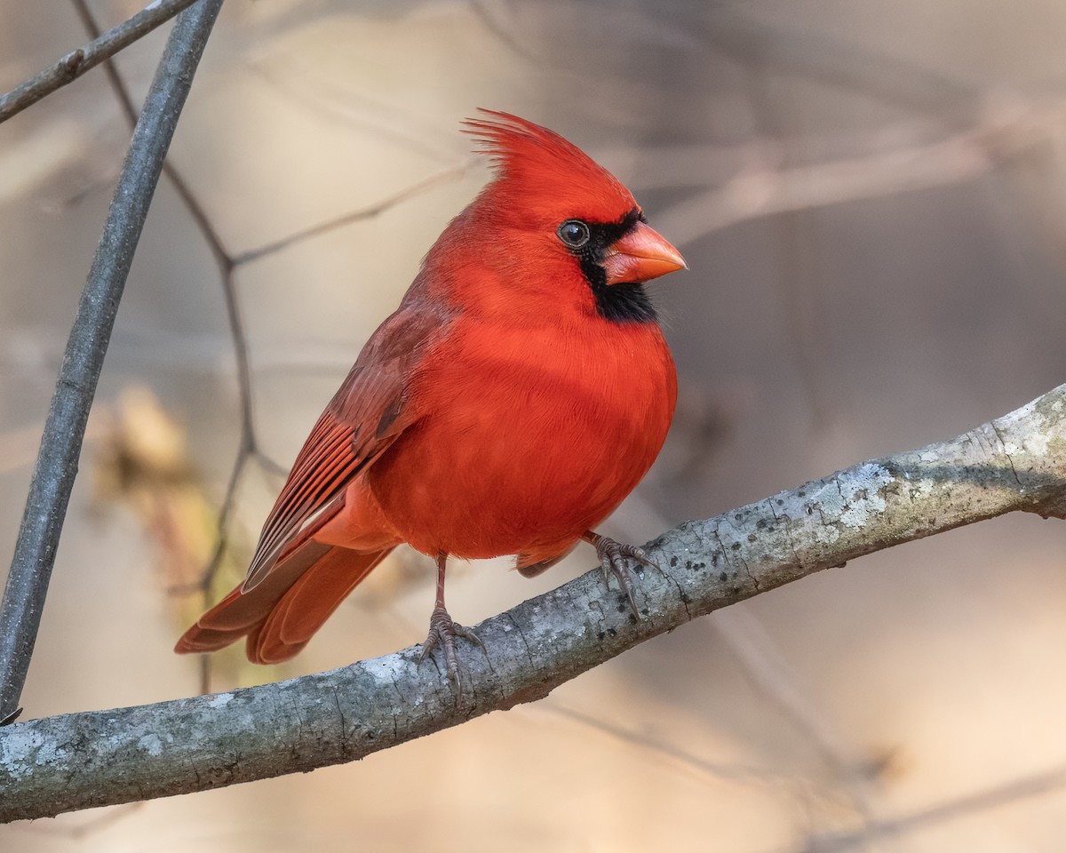 Northern Cardinal - ML627870925