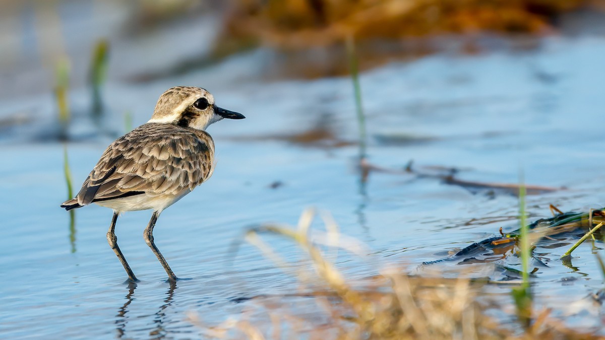 Kittlitz's Plover - ML627870962