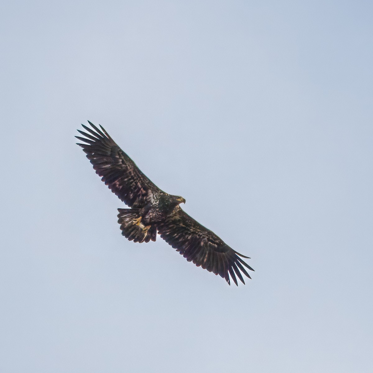 Bald Eagle - ML627870975