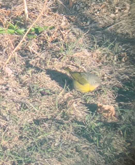 Nashville Warbler - ML627871007