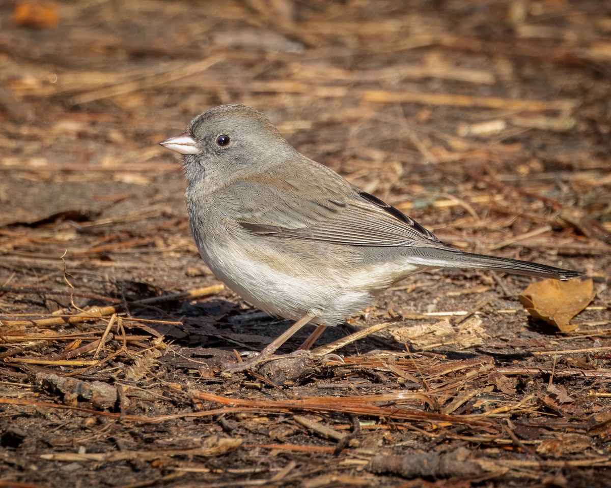 Dark-eyed Junco - ML627871161