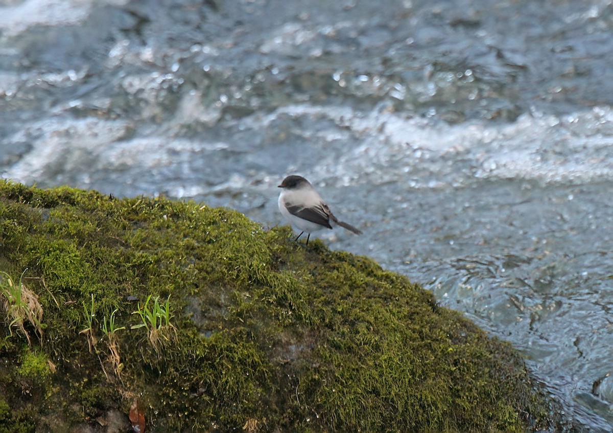 Torrent Tyrannulet - ML627871199