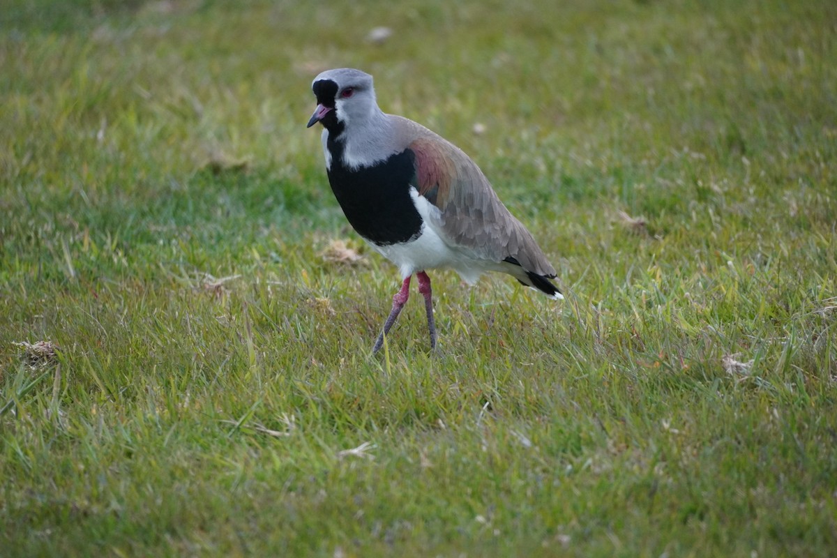 Southern Lapwing - ML627871362