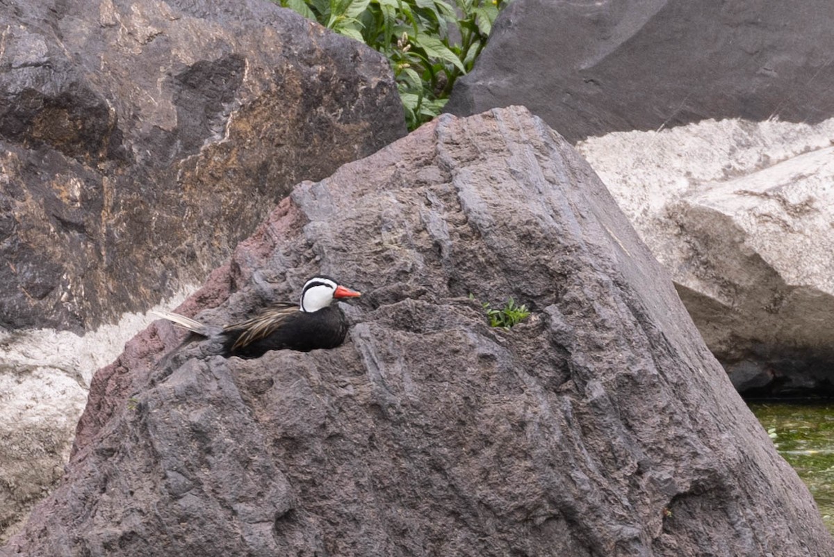 Torrent Duck - ML627871444