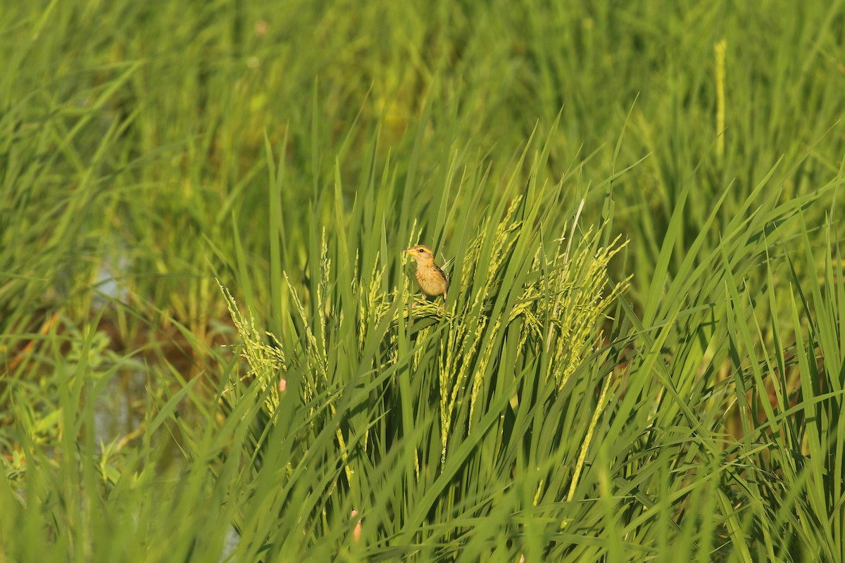 Baya Weaver - ML627871454