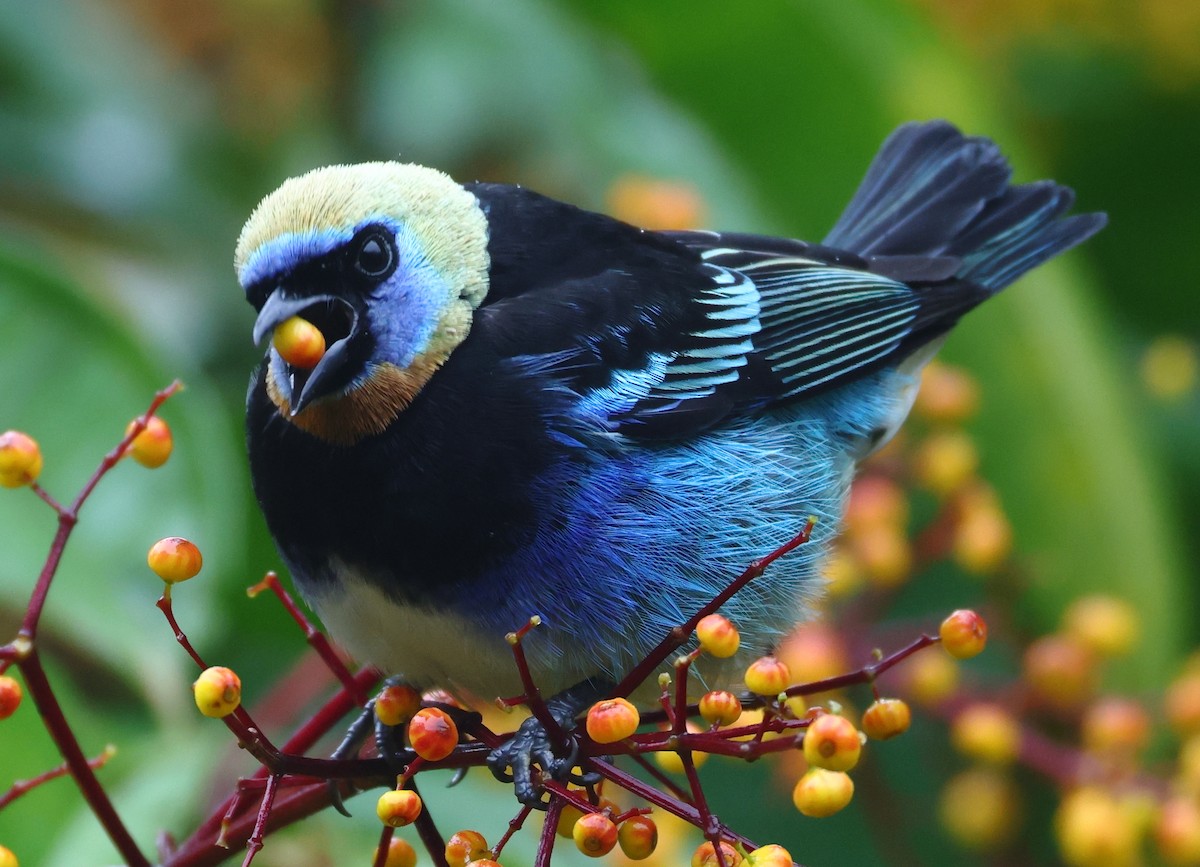 Golden-hooded Tanager - ML627871505