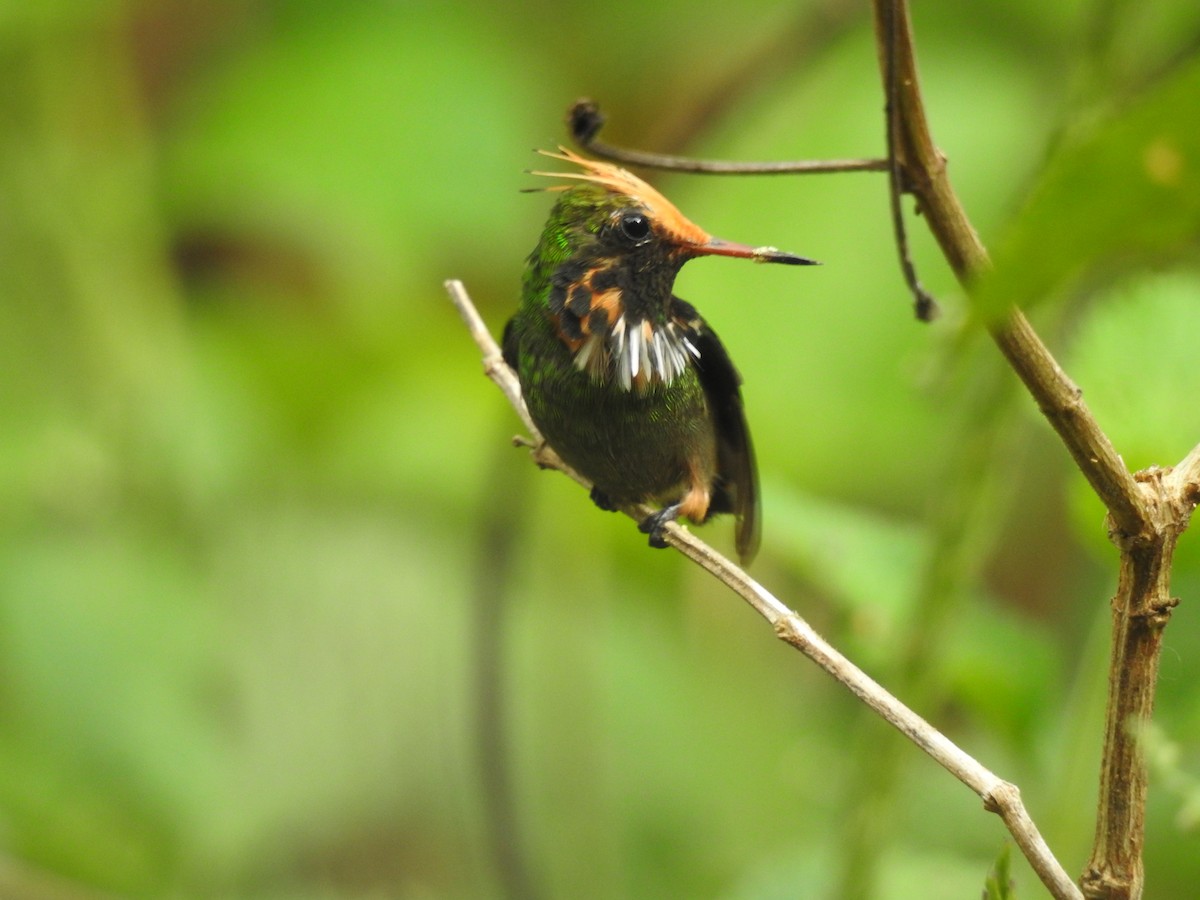 Rufous-crested Coquette - ML627871548