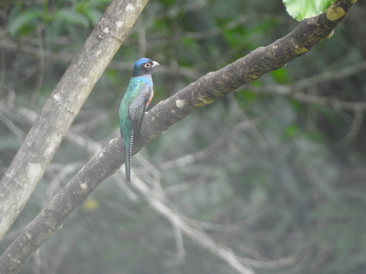 Blue-crowned Trogon - ML627871559