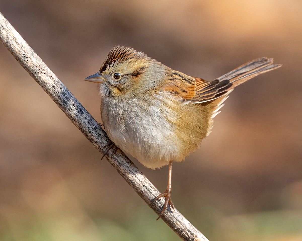 Swamp Sparrow - ML627871667