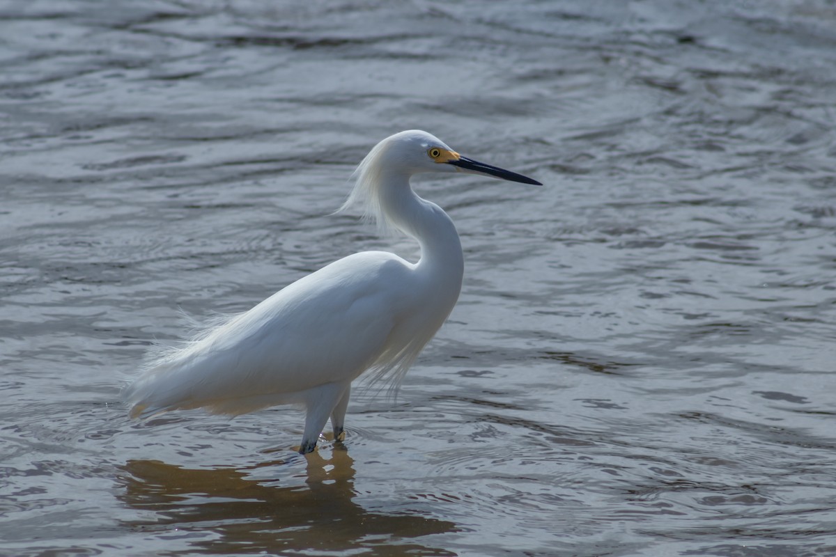 Snowy Egret - ML627871677