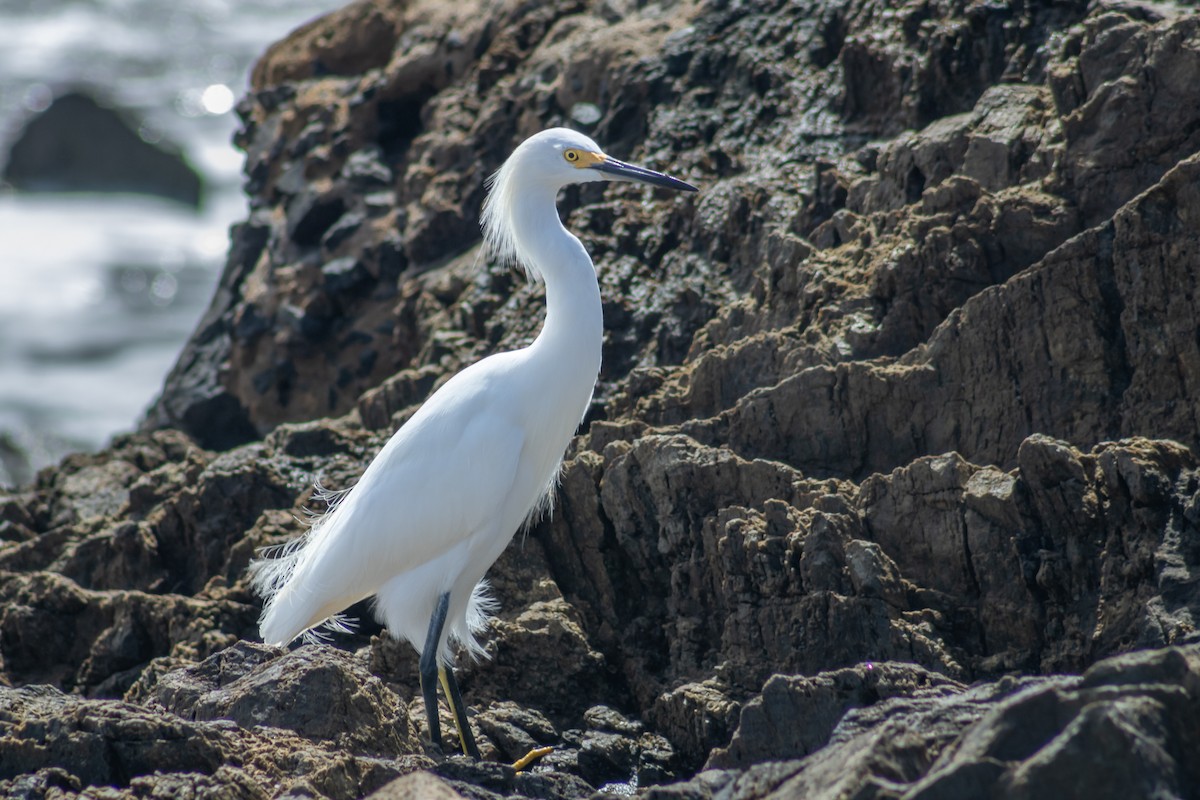 Snowy Egret - ML627871678