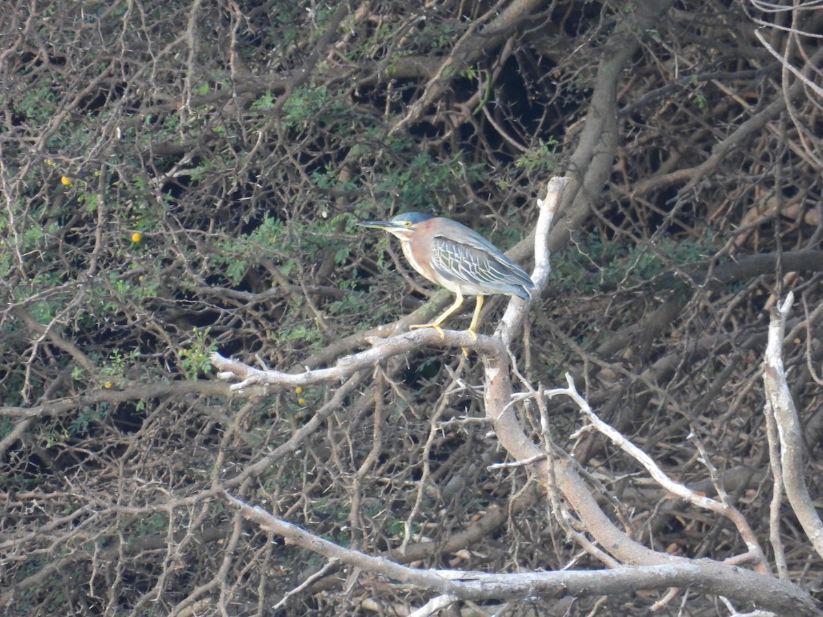 Green Heron - ML627871714