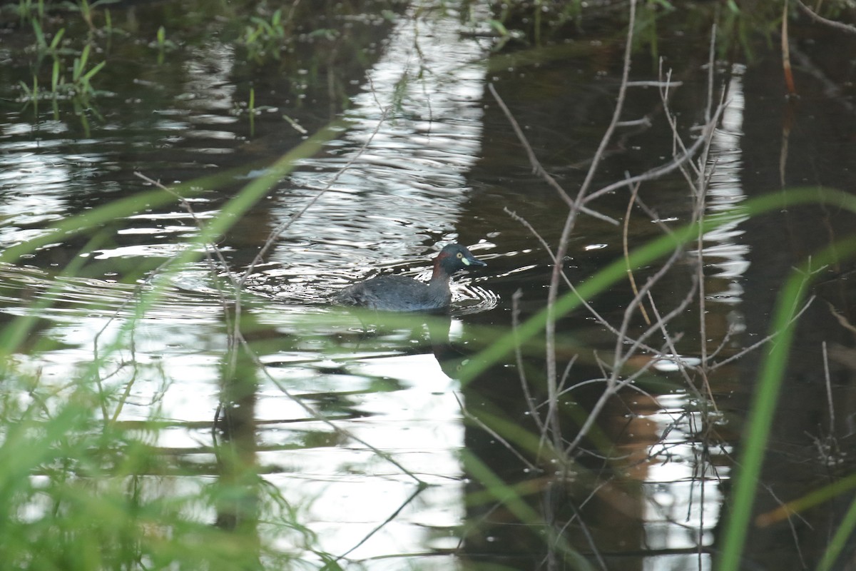 Australasian Grebe - ML627871739