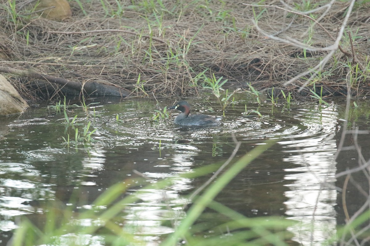 Australasian Grebe - ML627871740