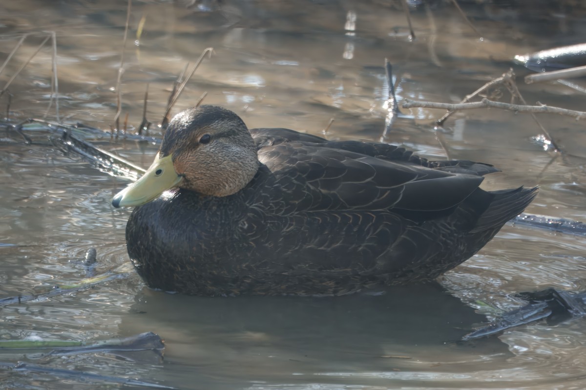American Black Duck - ML627871777
