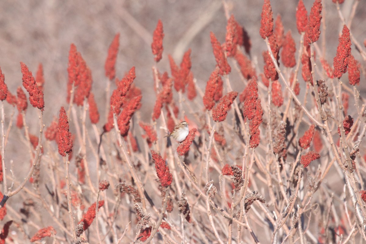 White-throated Sparrow - ML627871778