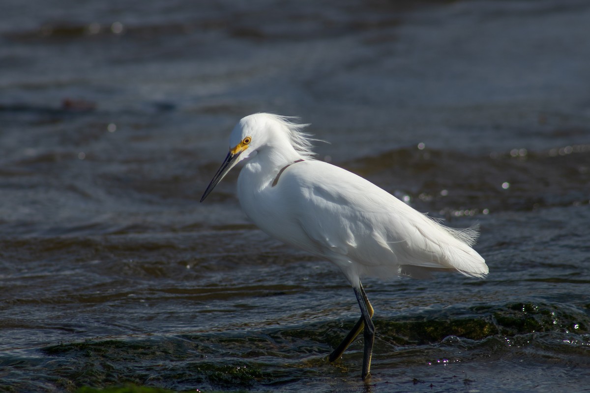Snowy Egret - ML627871787