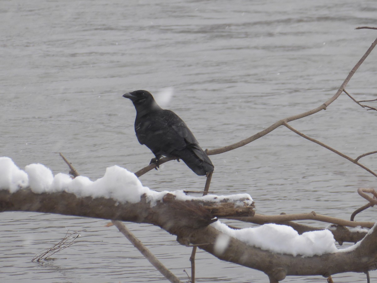 American Crow - ML627871815