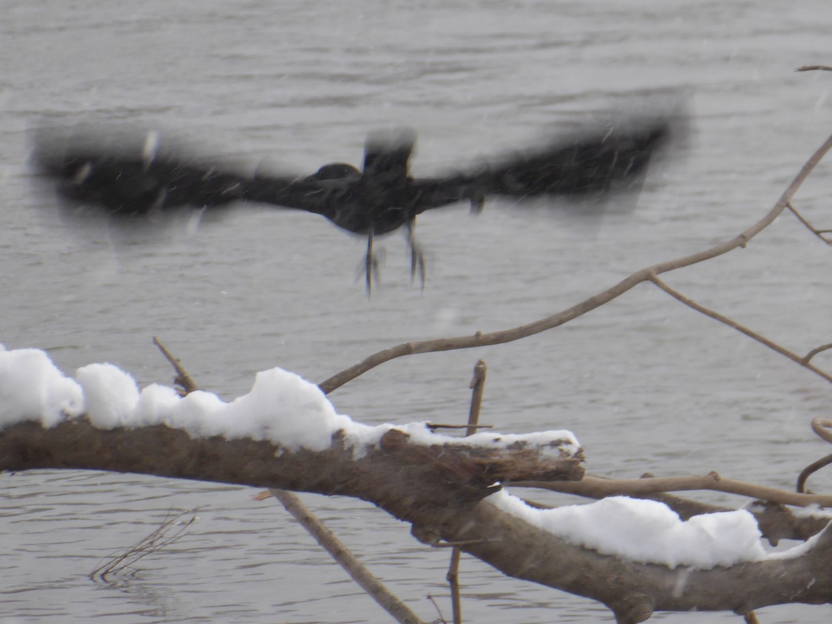 American Crow - ML627871835