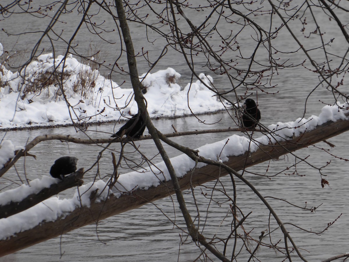 American Crow - ML627871836