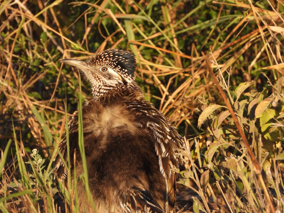 Greater Roadrunner - ML627871909