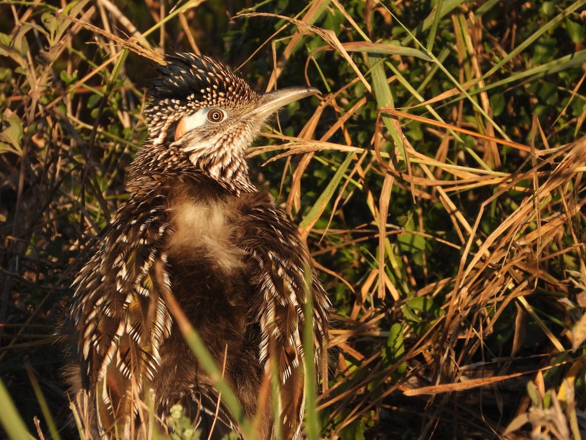 Greater Roadrunner - ML627871916