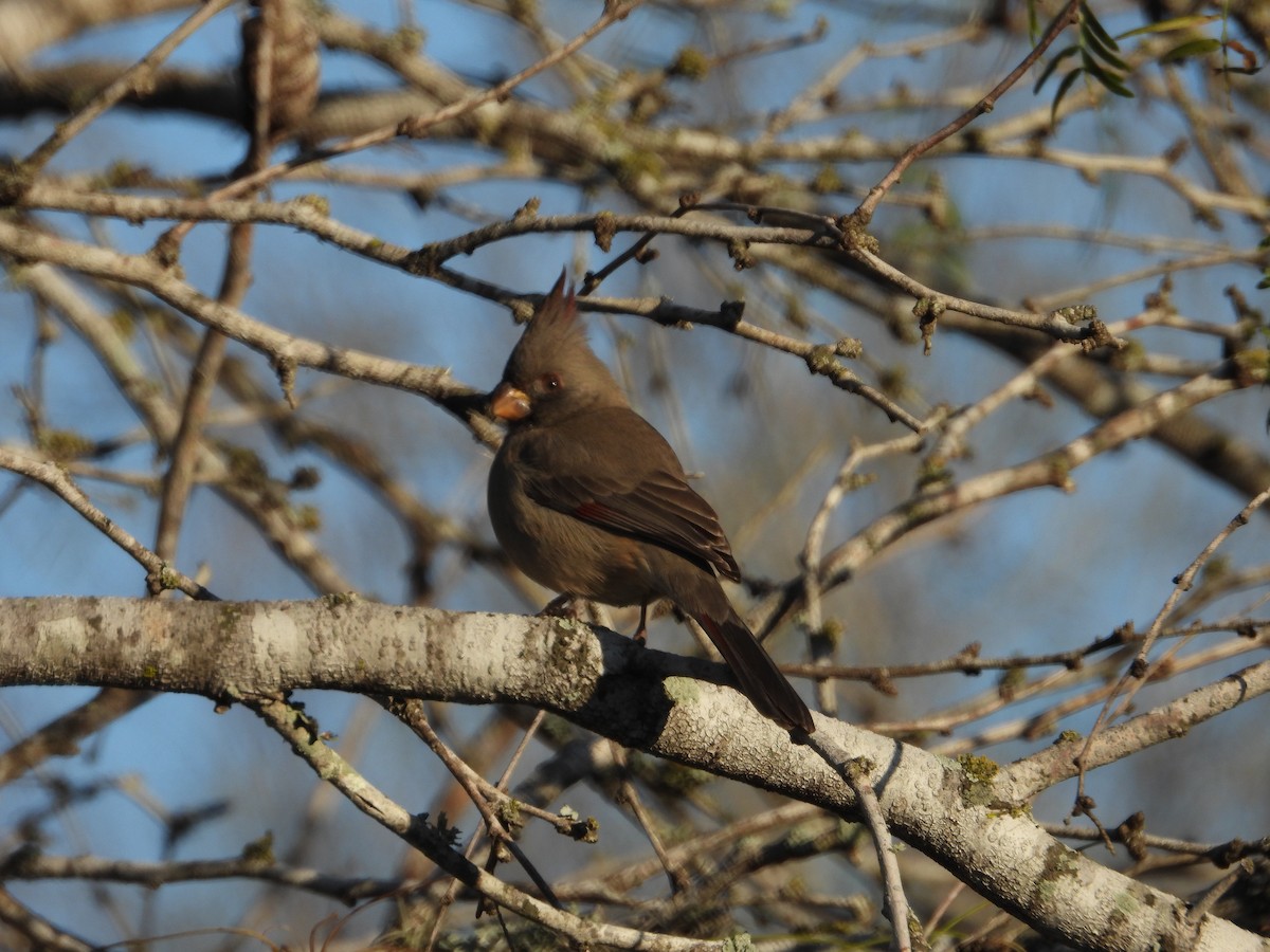 Pyrrhuloxia - ML627871927