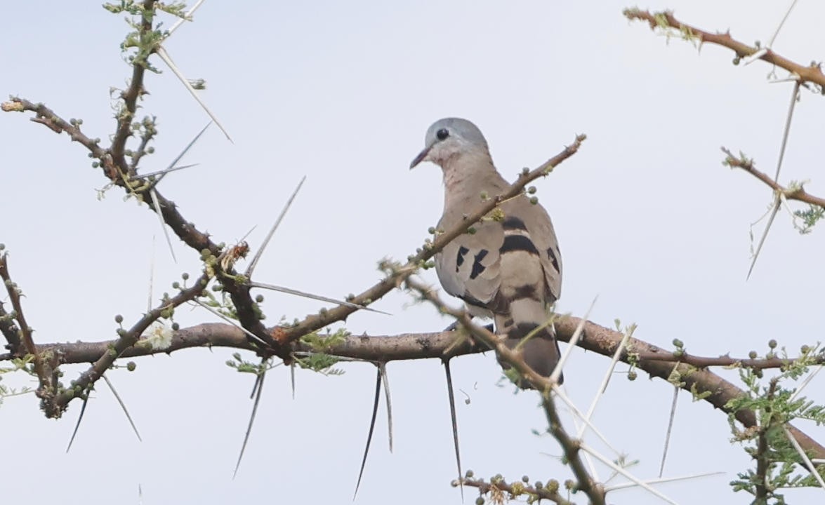 Emerald-spotted Wood-Dove - ML627872009