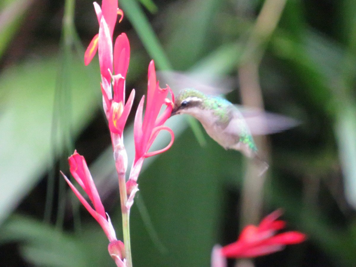 Red-billed Emerald - ML627872103