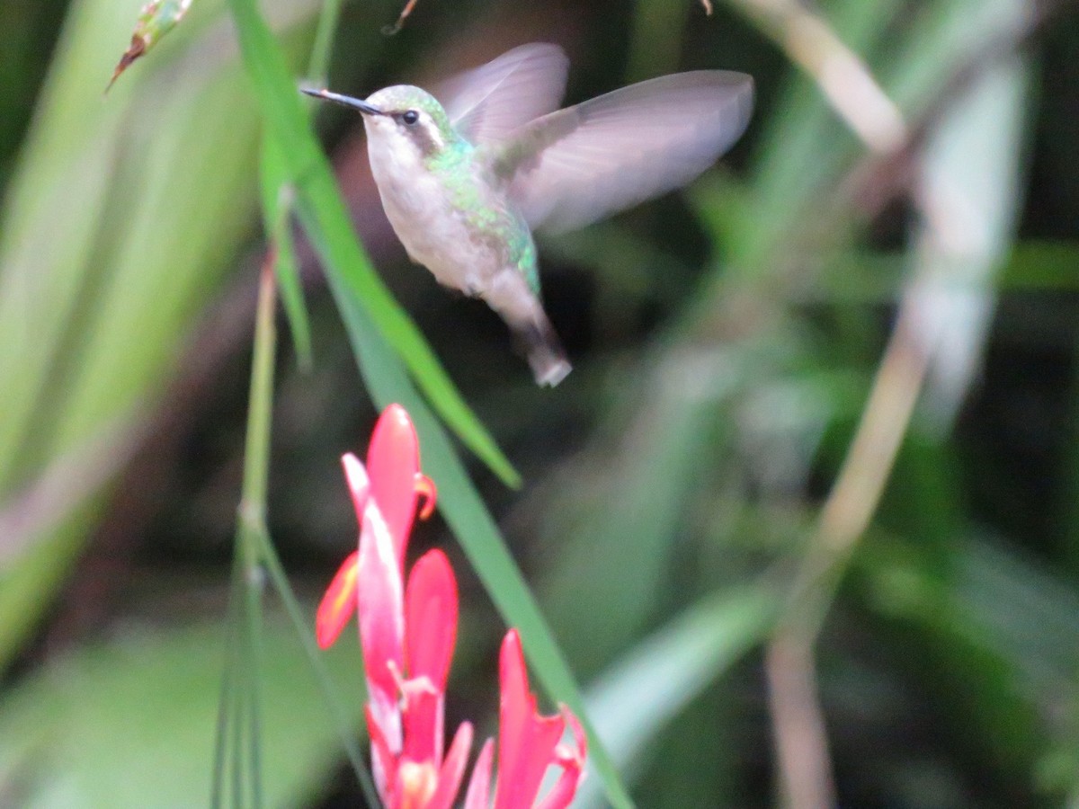 Red-billed Emerald - ML627872130