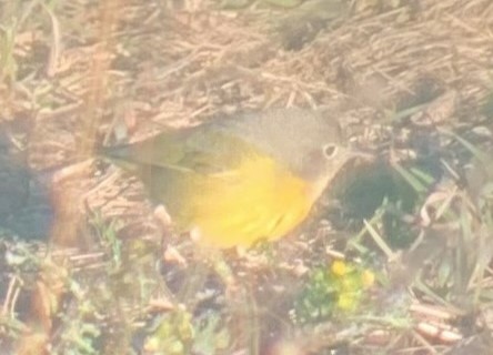 Nashville Warbler - ML627872175