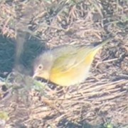 Nashville Warbler - ML627872210