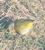 Nashville Warbler - ML627872212