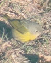 Nashville Warbler - ML627872213