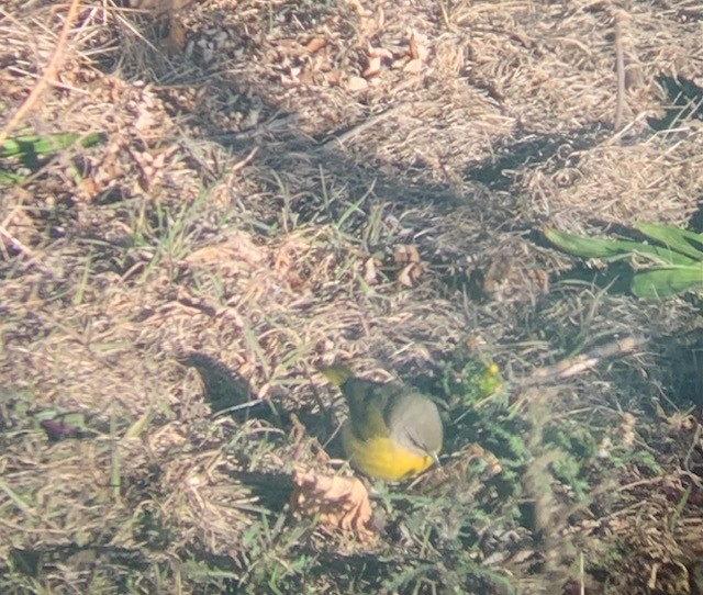 Nashville Warbler - ML627872215