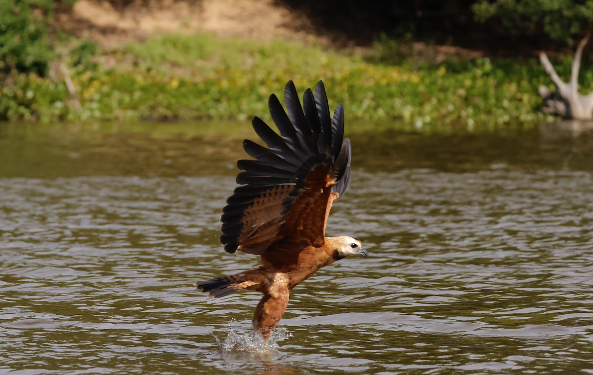 Black-collared Hawk - ML627872245