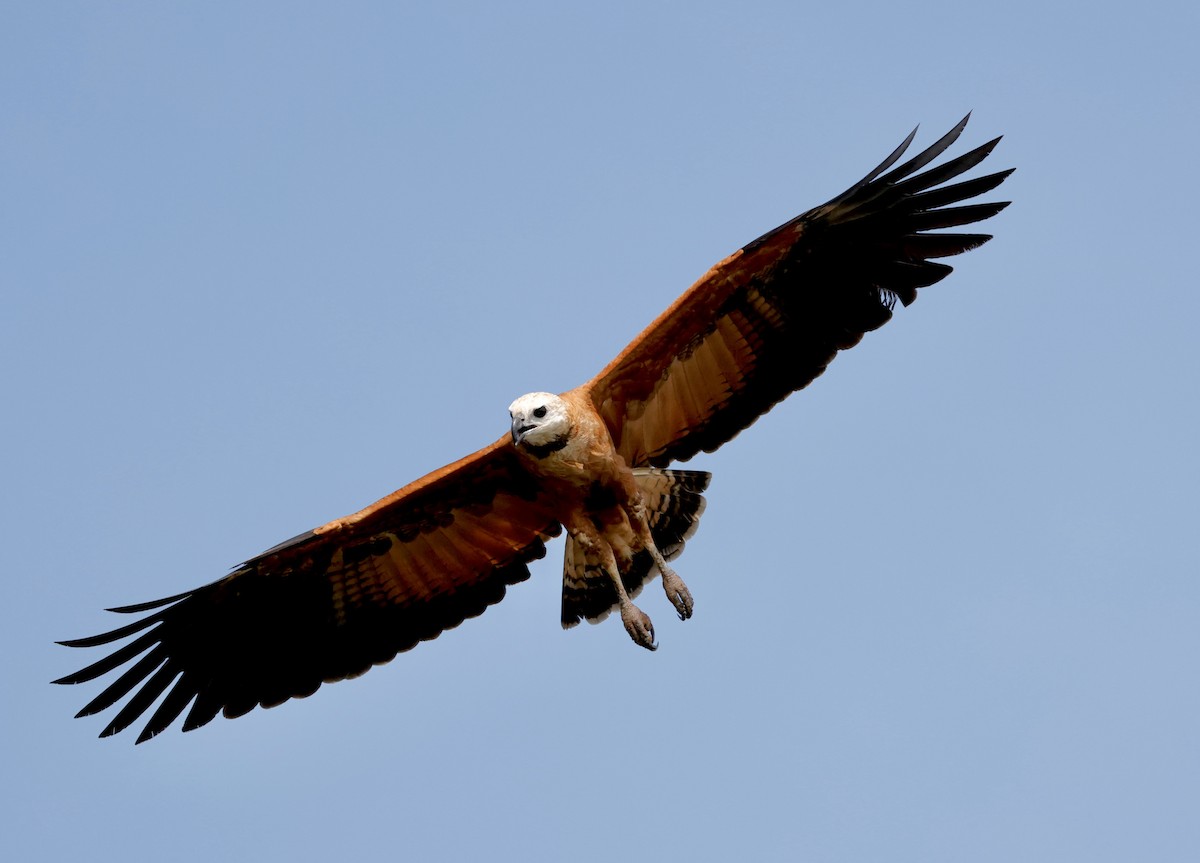 Black-collared Hawk - ML627872247