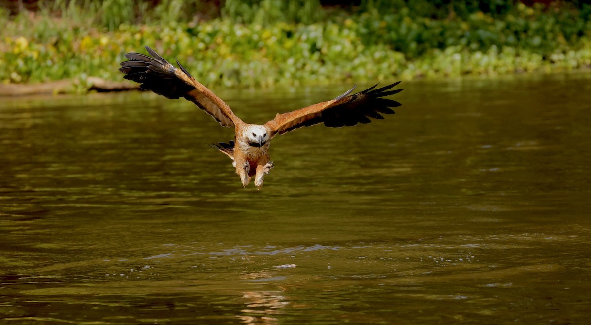 Black-collared Hawk - ML627872248